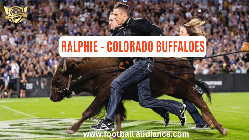 Ralphie - Colorado Buffaloes